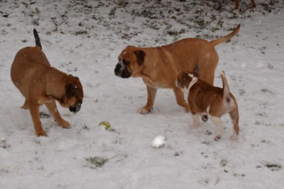 Continental Bulldog Seeblickbulls Anton