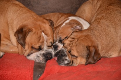Continental Bulldog Seeblickbulls Anton