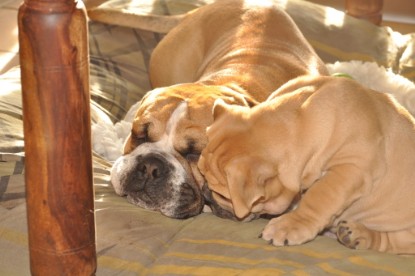 Continental Bulldog Seeblickbulls Anton