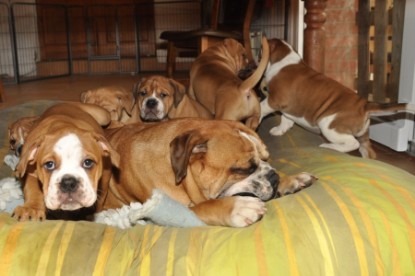 Continental Bulldog Seeblickbulls Anton
