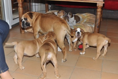 Continental Bulldog Seeblickbulls Anton