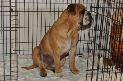 Continental Bulldog Seeblickbulls Anton