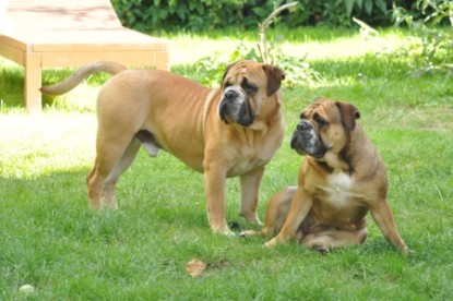 Continental Bulldog Seeblickbulls Anton