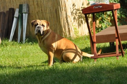 Continental Bulldog Seeblickbulls Anton