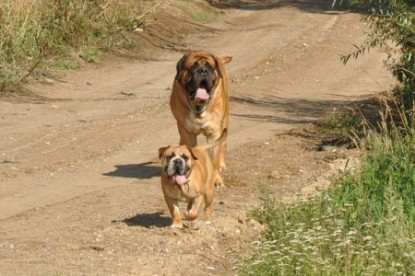Continental Bulldog Seeblickbulls Anton