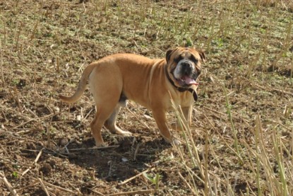 Continental Bulldog Seeblickbulls Anton