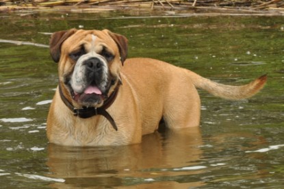 Continental Bulldog Seeblickbulls Anton