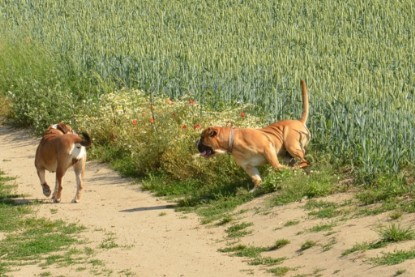 Continental Bulldog Seeblickbulls Anton