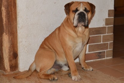 Continental Bulldog Seeblickbulls Anton