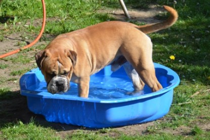 Continental Bulldog Seeblickbulls Anton