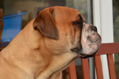Continental Bulldog Seeblickbulls Anton