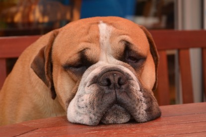 Continental Bulldog Seeblickbulls Anton