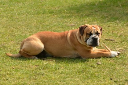 Continental Bulldog Seeblickbulls Anton