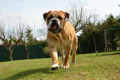 Continental Bulldog Seeblickbulls Anton