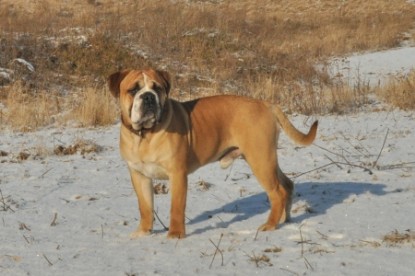 Continental Bulldog Seeblickbulls Anton