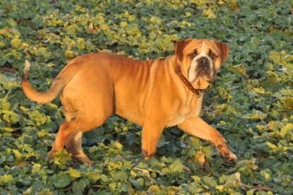 Continental Bulldog Seeblickbulls Anton