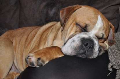 Continental Bulldog Seeblickbulls Anton
