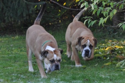 Continental Bulldog Seeblickbulls Anton