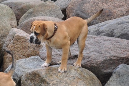 Continental Bulldog Seeblickbulls Anton