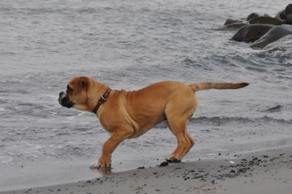 Continental Bulldog Seeblickbulls Anton