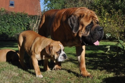 Continental Bulldog Seeblickbulls Anton