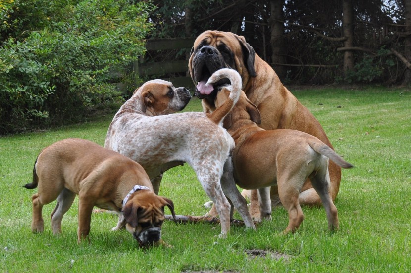 Continental Bulldog Seeblickbulls Anton