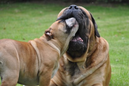 Continental Bulldog Seeblickbulls Anton