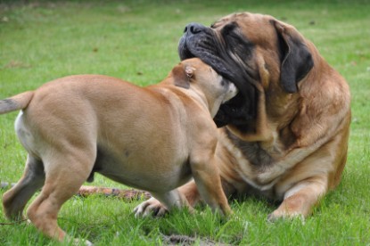 Continental Bulldog Seeblickbulls Anton