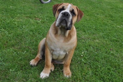 Continental Bulldog Seeblickbulls Anton