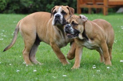 Continental Bulldog Seeblickbulls Anton
