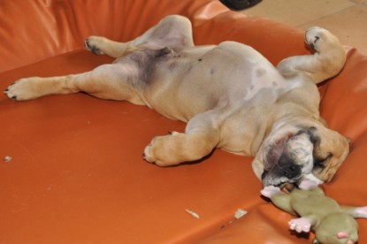 Continental Bulldog Seeblickbulls Anton