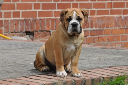 Continental Bulldog Seeblickbulls Anton