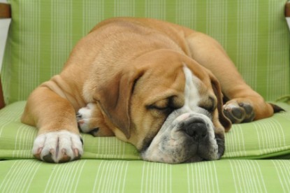 Continental Bulldog Seeblickbulls Anton