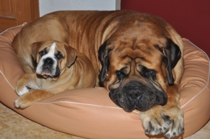 Continental Bulldog Seeblickbulls Anton
