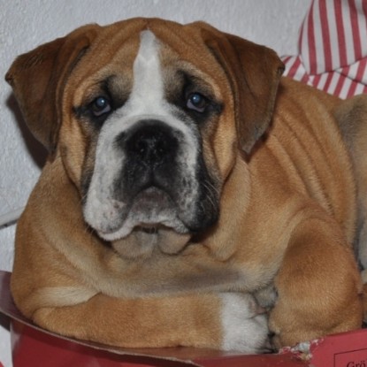 Continental Bulldog Seeblickbulls Anton