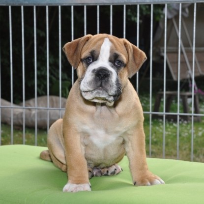 Continental Bulldog Seeblickbulls Anton